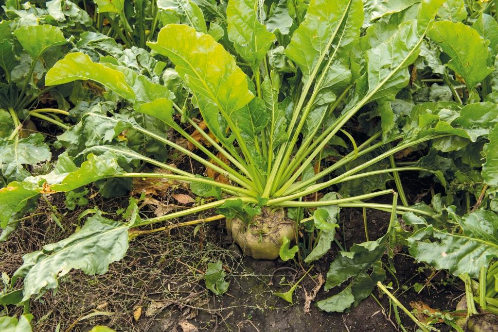 Цукровий буряк: від сівби – до збирання. У ПАП «Агропродсервіс» задоволені проміжними результатами збирання коренеплодів