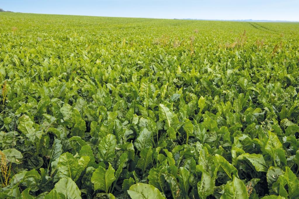 Цукровий буряк: від сівби – до збирання. У ПАП «Агропродсервіс» задоволені проміжними результатами збирання коренеплодів