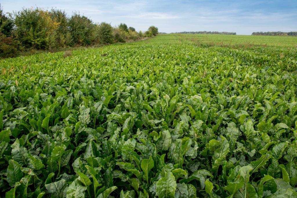 Від сівби до збирання 1.10.2021