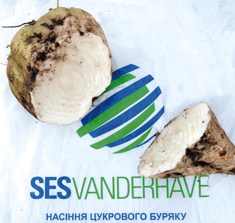 Цукровий буряк: від сівби – до збирання. У ПАП «Агропродсервіс» задоволені проміжними результатами збирання коренеплодів