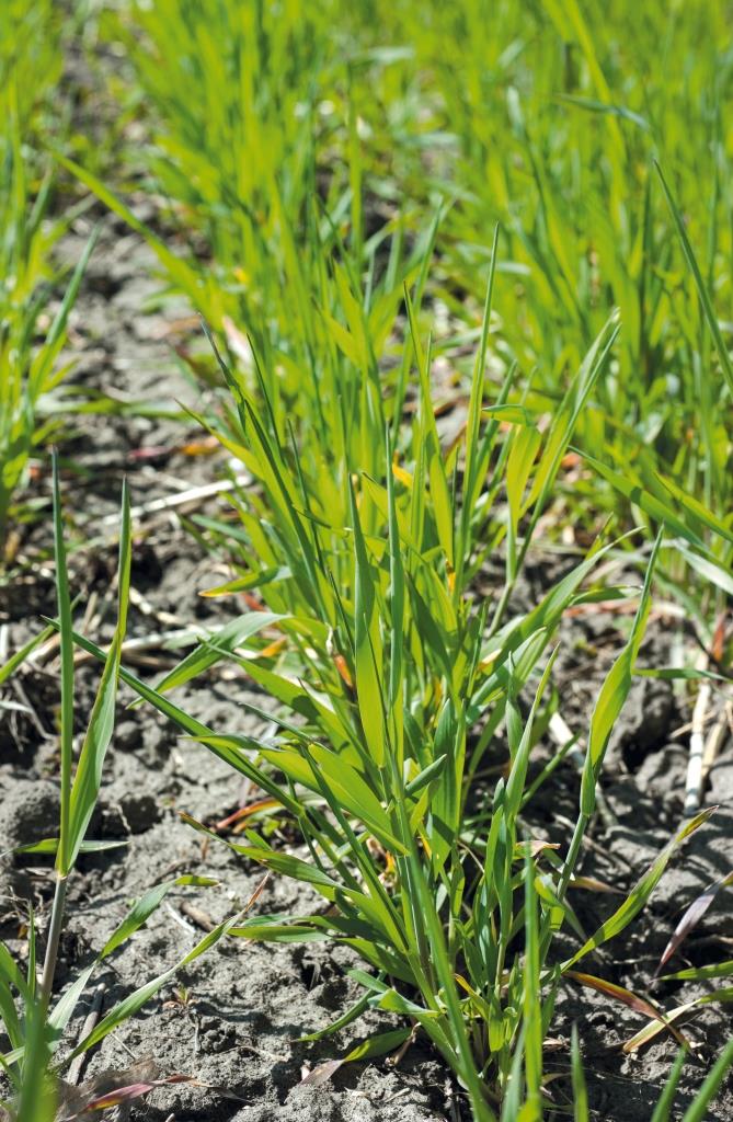 Як закласти основи високої продуктивності озимих зернових культур