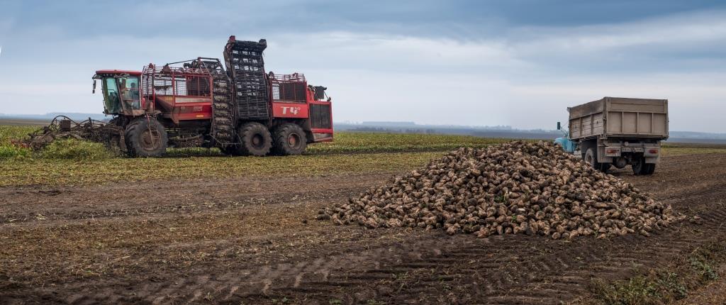 Західноукраїнський чемпіонат по насінню кукурудзи та цукрового буряка 2021