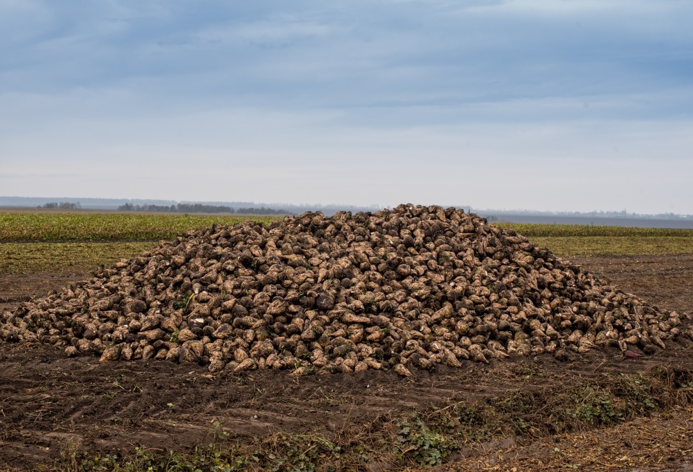 Західноукраїнський чемпіонат по насінню кукурудзи та цукрового буряка 2021