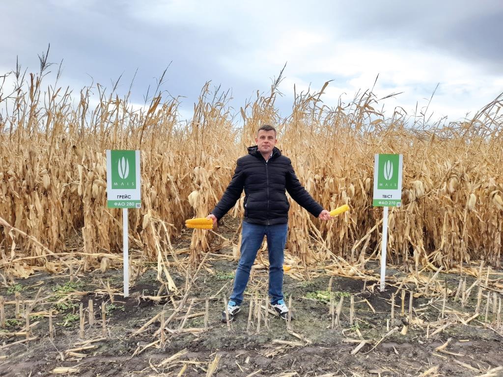 Потужні гібриди кукурудзи від компанії МAIS – високий врожай за доступною ціною