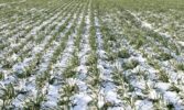 Особливості перезимівлі озимих культур у Західному регіоні України