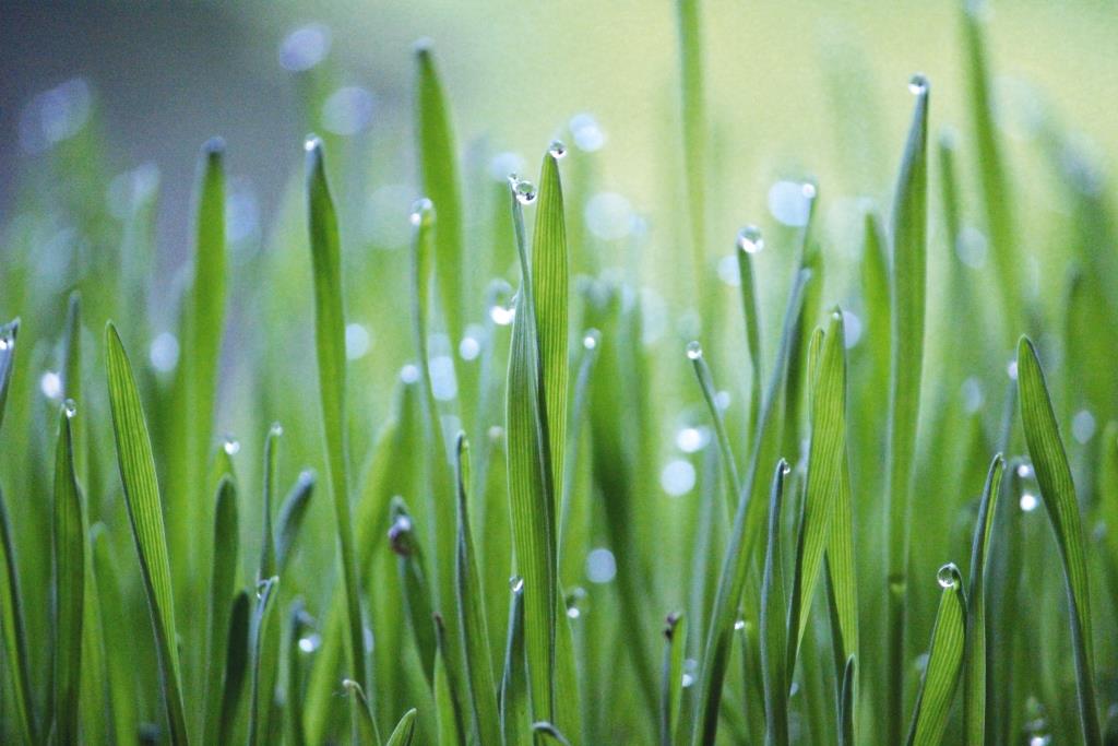 Підживлення озимих культур навесні