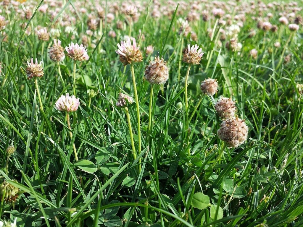 Підсів покривної культури як засіб поліпшення фізико-хімічних властивостей ґрунту