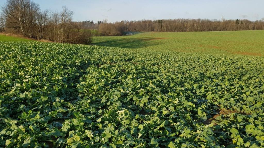 Підсів покривної культури як засіб поліпшення фізико-хімічних властивостей ґрунту