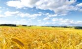Жнива в Україні: прогноз щодо майбутнього врожаю