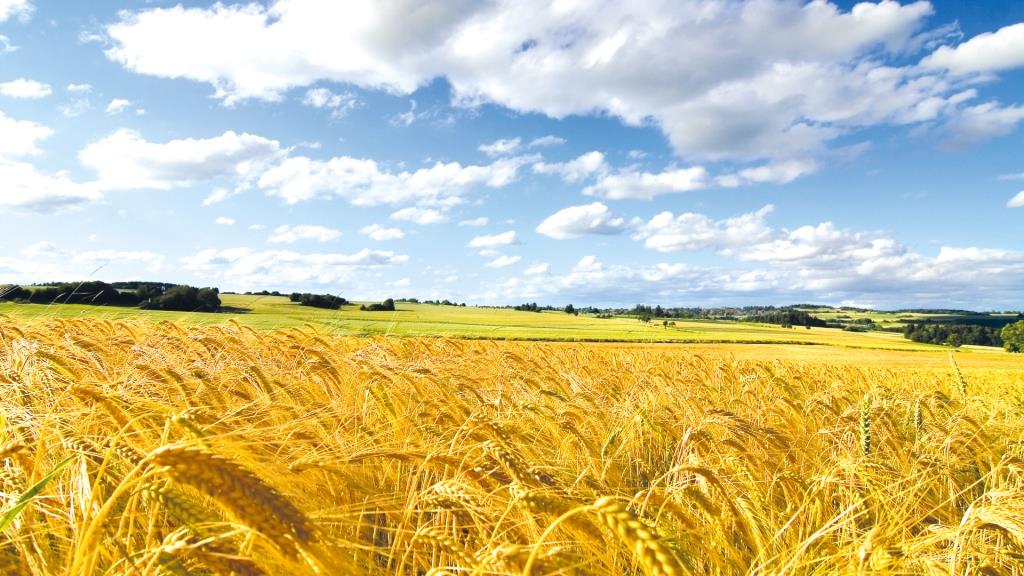 Жнива в Україні: прогноз щодо майбутнього врожаю