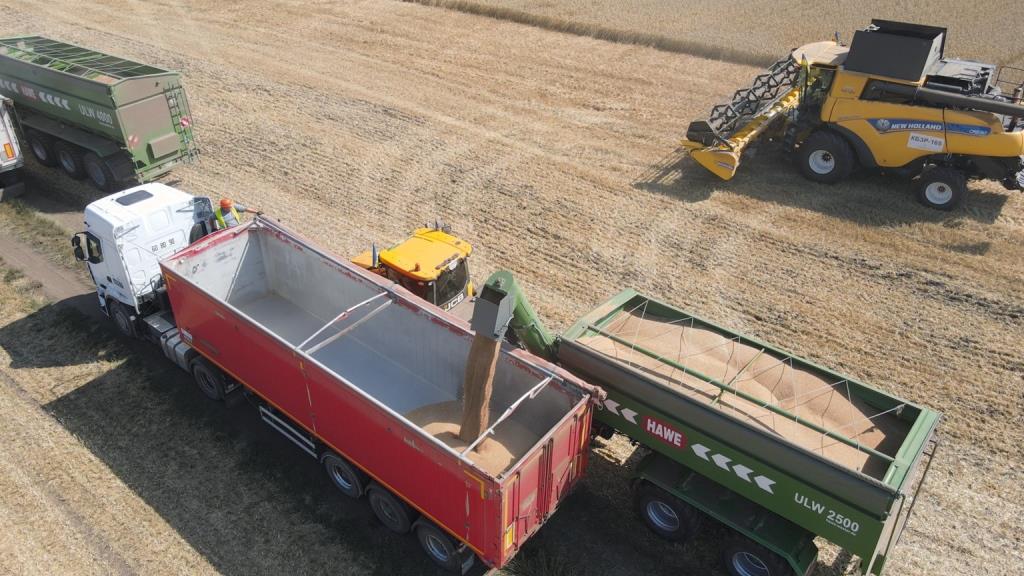 Україна буде з хлібом: у «Контінентал Фармерз Груп» збирають урожай