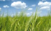 Роль технологічних чинників у підвищенні продуктивності озимих зернових колосових культур