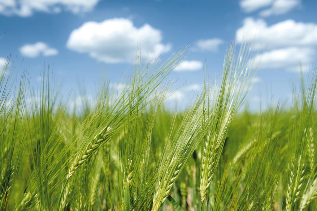 Роль технологічних чинників у підвищенні продуктивності озимих зернових колосових культур