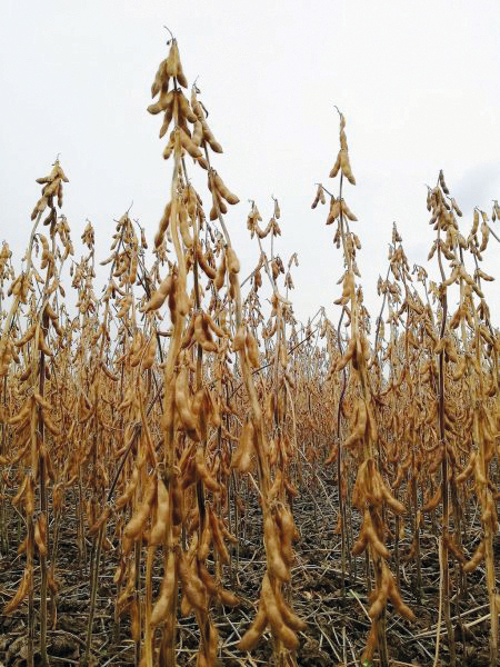 Соняшник та соя: чого очікувати українцям?