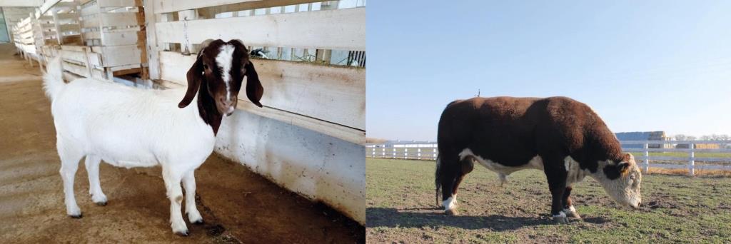 Андрій Вдовиченко про органічну діяльність ПСП «Ім. Т.Г. Шевченка» до повномасштабної війни та в реаліях сьогодення