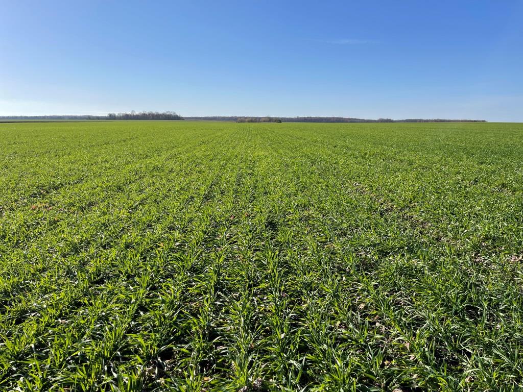 Посів пшениці по соняшнику – готувати ґрунт чи ні? Досвід аграрія