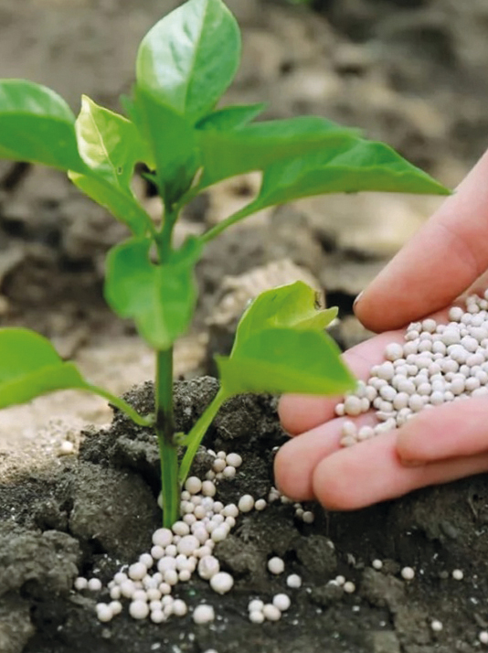 Особливості мінерального живлення озимих зернових в осінньо-весняний період