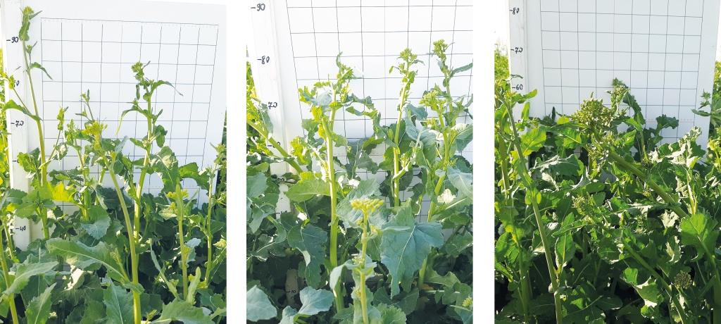 Сетар®: регуляція росту та фунгіцидний захист на ріпаку навесні – ключові аспекти