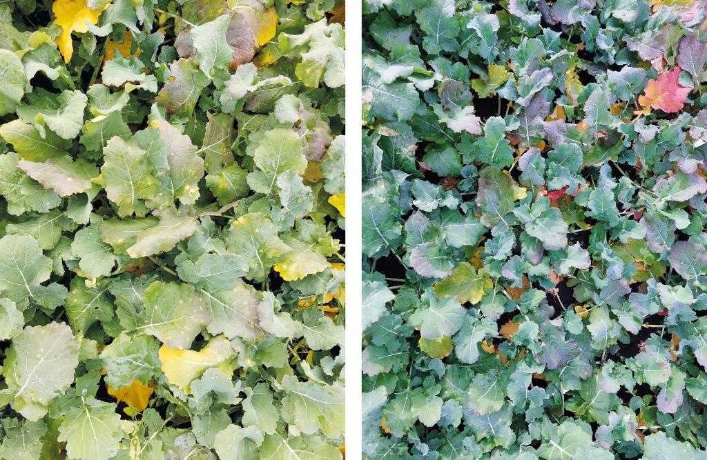 Сетар®: регуляція росту та фунгіцидний захист на ріпаку навесні – ключові аспекти