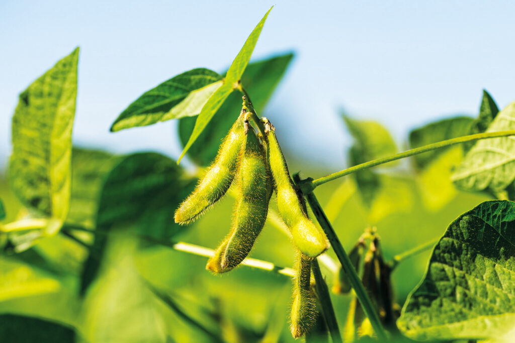 Інтенсив «PRO. Ефективні технології: соняшник, соя, цукровий буряк»: кожен день – нова культура та її потенціал