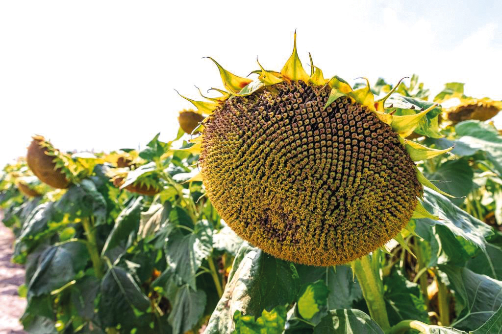 Інтенсив «PRO. Ефективні технології: соняшник, соя, цукровий буряк»: кожен день – нова культура та її потенціал