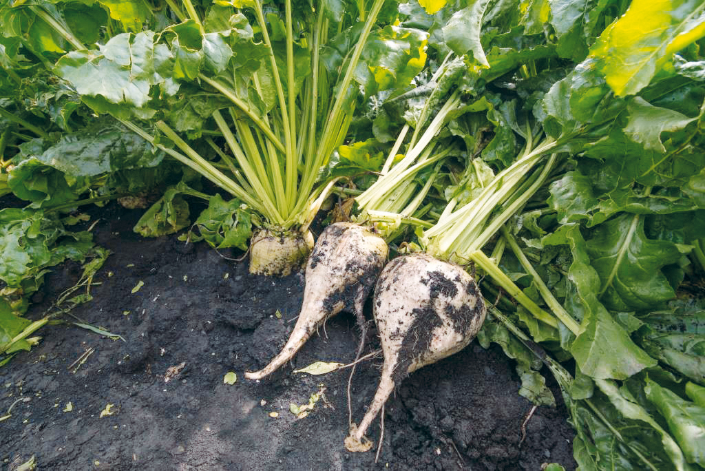 Інтенсив «PRO. Ефективні технології: соняшник, соя, цукровий буряк»: кожен день – нова культура та її потенціал