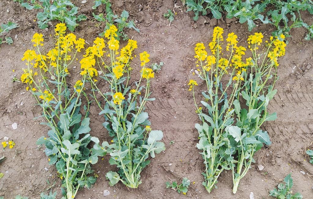 Сетар®: регуляція росту та фунгіцидний захист на ріпаку навесні – ключові аспекти