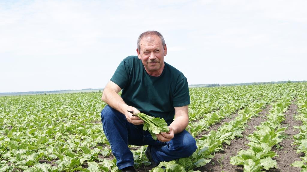 Цукровий буряк: від сівби – до збирання. “Волочиськ-Агро” ділиться тонкощами вирощування культури