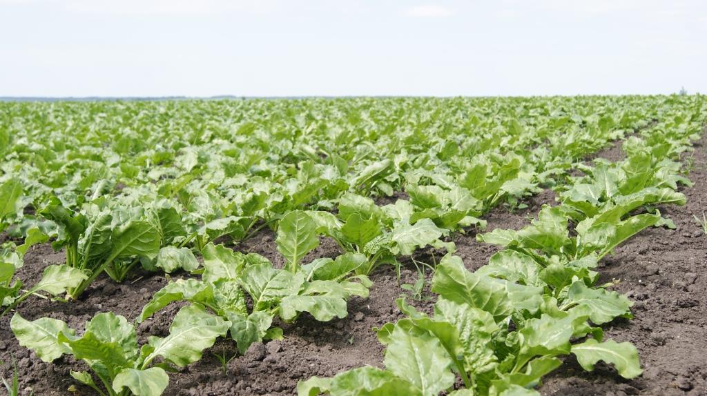 Цукровий буряк: від сівби – до збирання. “Волочиськ-Агро” ділиться тонкощами вирощування культури