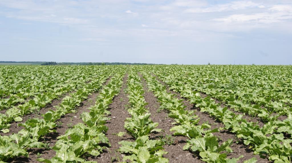 Цукровий буряк: від сівби – до збирання. “Волочиськ-Агро” ділиться тонкощами вирощування культури