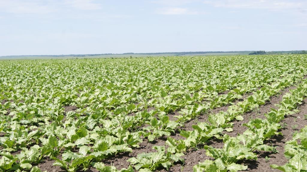Цукровий буряк: від сівби – до збирання. “Волочиськ-Агро” ділиться тонкощами вирощування культури