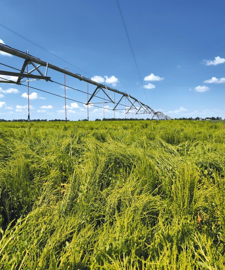 Цукровий буряк: від сівби – до збирання. ТОВ «Волочиськ-Агро»: «Погодні умови червня сприяли росту та розвитку коренеплодів»