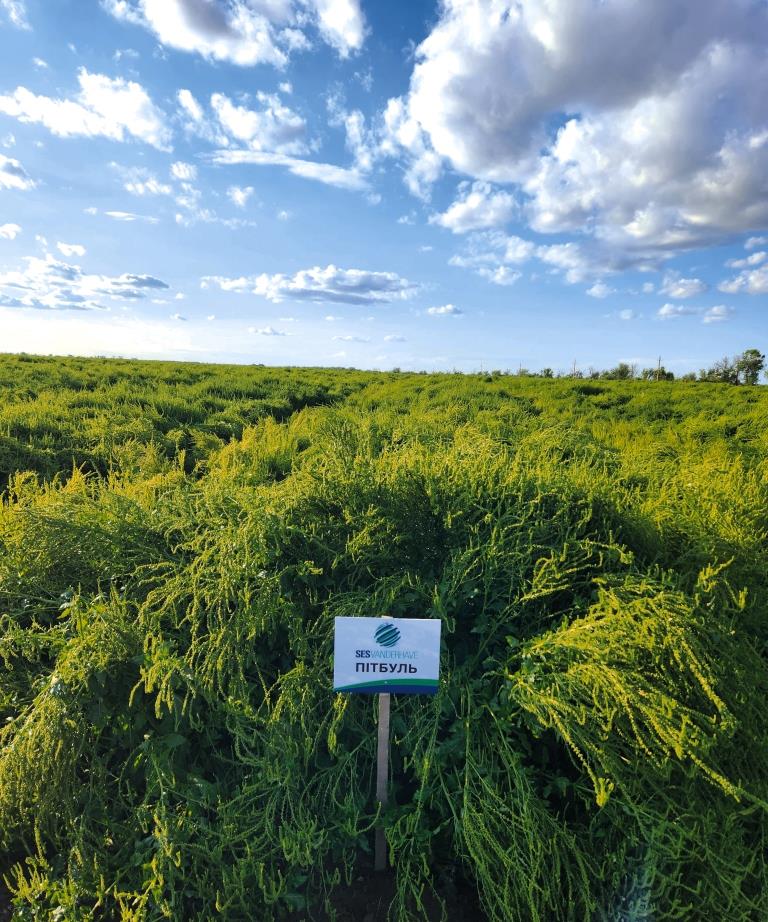 Цукровий буряк: від сівби – до збирання. ТОВ «Волочиськ-Агро»: «Погодні умови червня сприяли росту та розвитку коренеплодів»