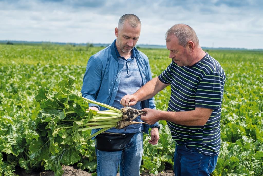 Цукровий буряк: від сівби – до збирання. ТОВ «Волочиськ-Агро»: «Погодні умови червня сприяли росту та розвитку коренеплодів»