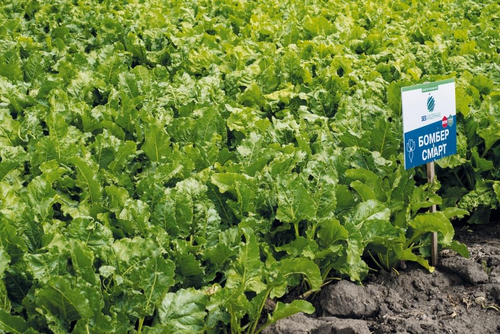 Цукровий буряк: від сівби – до збирання. ТОВ «Волочиськ-Агро»: «Погодні умови червня сприяли росту та розвитку коренеплодів»