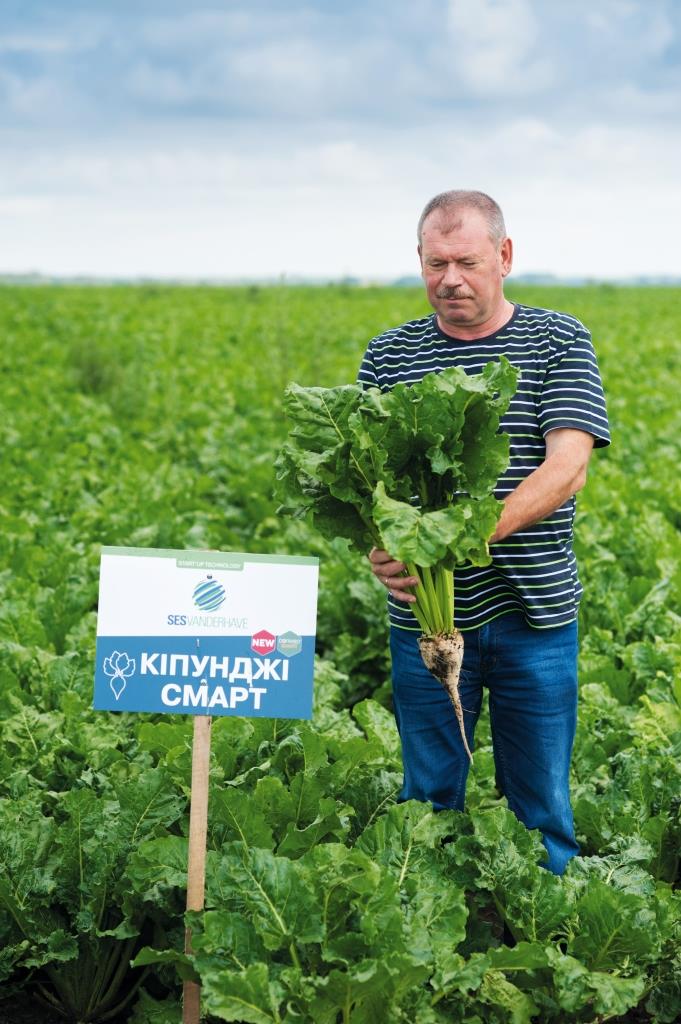 Цукровий буряк: від сівби – до збирання. ТОВ «Волочиськ-Агро»: «Погодні умови червня сприяли росту та розвитку коренеплодів»