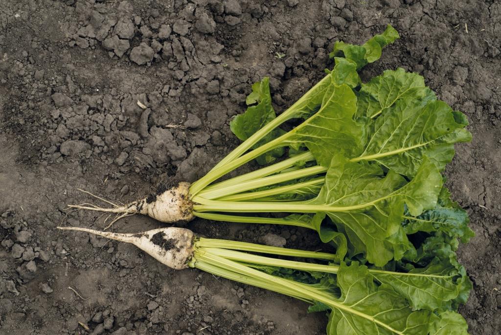 Цукровий буряк: від сівби – до збирання. ТОВ «Волочиськ-Агро»: «Погодні умови червня сприяли росту та розвитку коренеплодів»