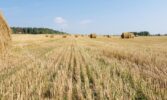 Значення пожнивних решток як добрива