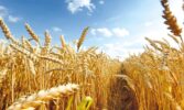 Україна жнивує: проміжні результати та прогноз цін