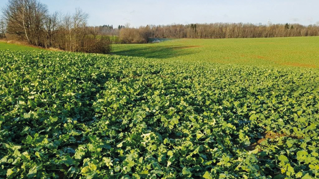 Озимий ріпак: новий погляд на старі проблеми