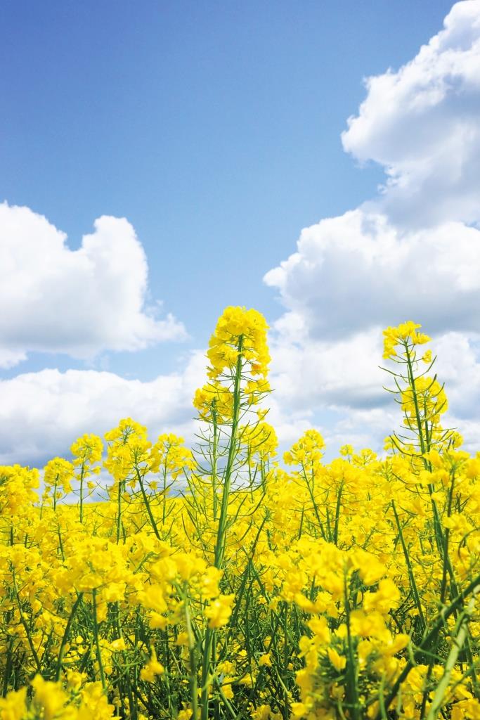 Озимий ріпак: новий погляд на старі проблеми