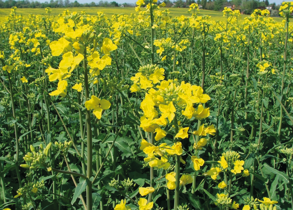 Озимий ріпак: новий погляд на старі проблеми