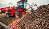 На Тернопільщині триває сезон збирання та перероблення цукрових буряків