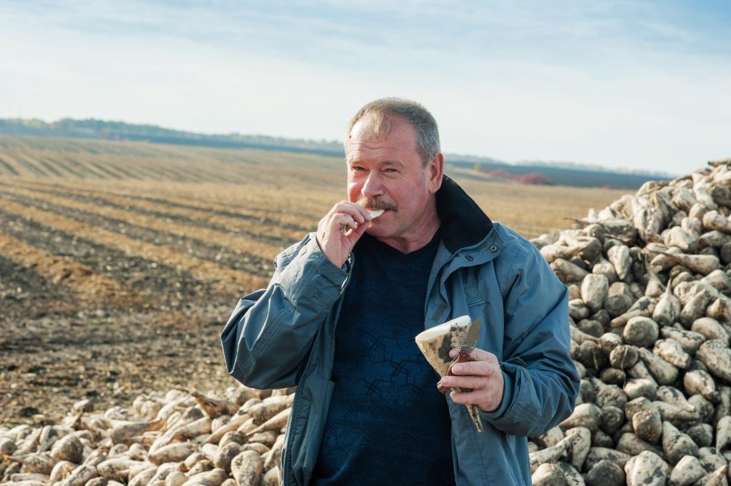 Цукровий буряк: від сівби – до збирання. У ТОВ «Волочиськ-Агро» збирають солодкі коренеплоди