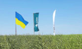 Бренд DSV продовжує утримувати лідируючі позиції на ринку озимого ріпаку в Україні