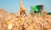 Бразильські фермери зберуть рекордний врожай сої у новому сезоні