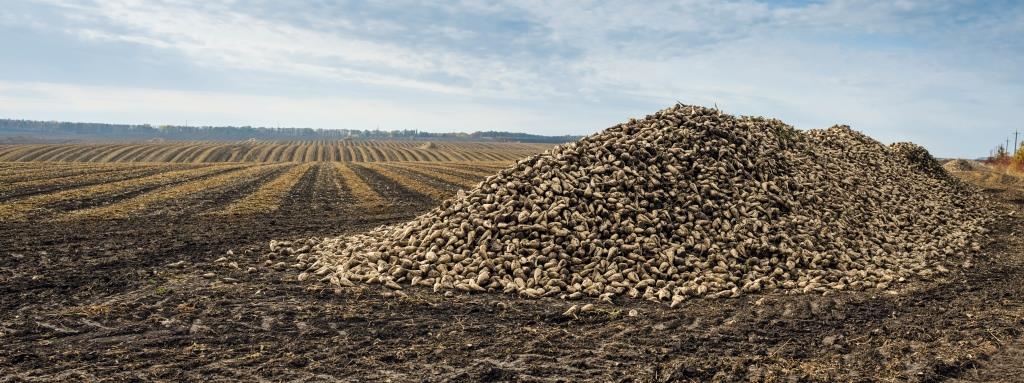 Цукровий буряк: від сівби – до збирання. У ТОВ «Волочиськ-Агро» збирають солодкі коренеплоди