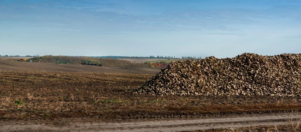 Цукровий буряк: від сівби – до збирання. У ТОВ «Волочиськ-Агро» збирають солодкі коренеплоди