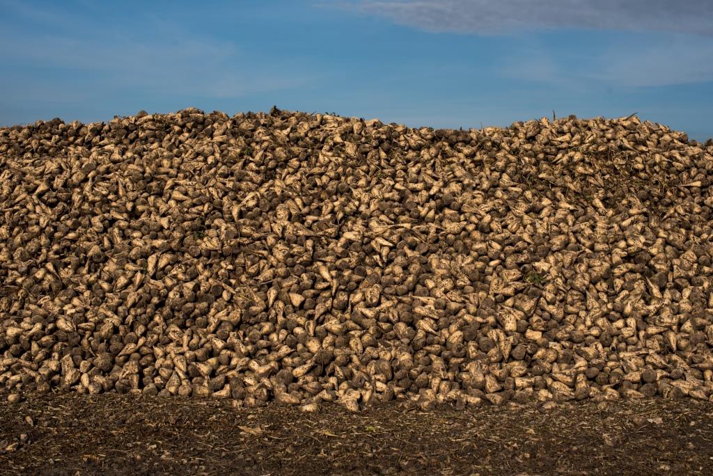 Цукровий буряк: від сівби – до збирання. У ТОВ «Волочиськ-Агро» збирають солодкі коренеплоди