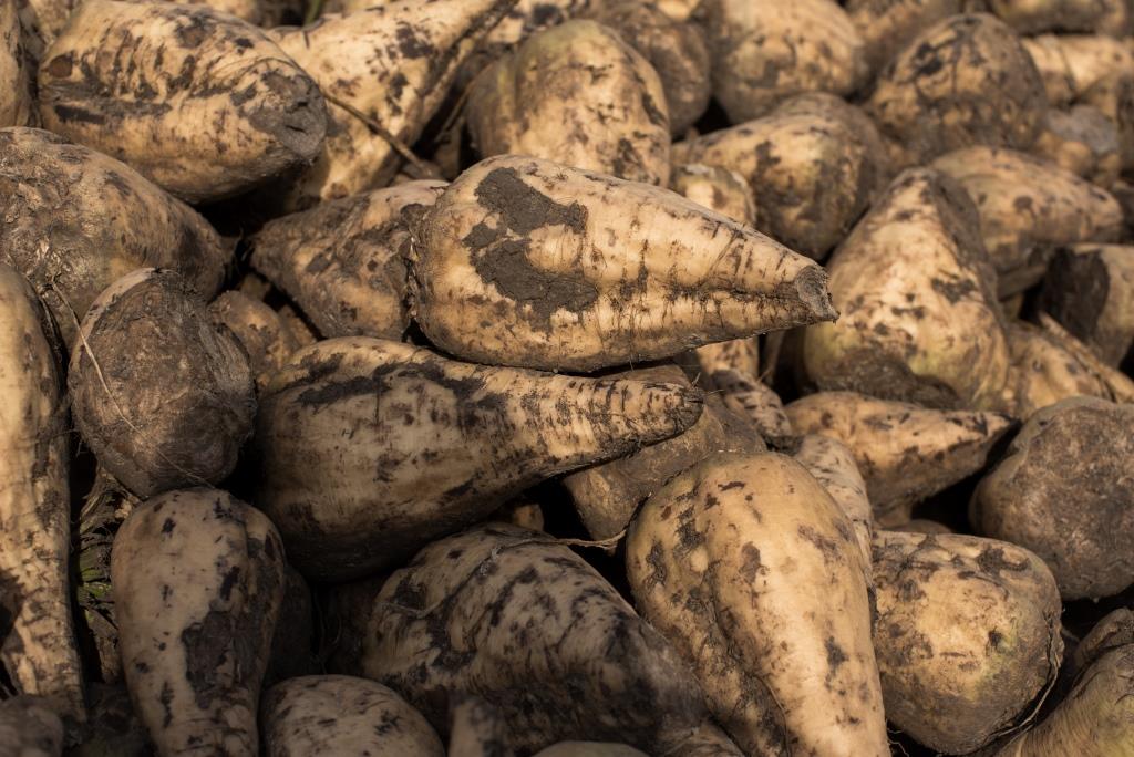 Цукровий буряк: від сівби – до збирання. У ТОВ «Волочиськ-Агро» збирають солодкі коренеплоди